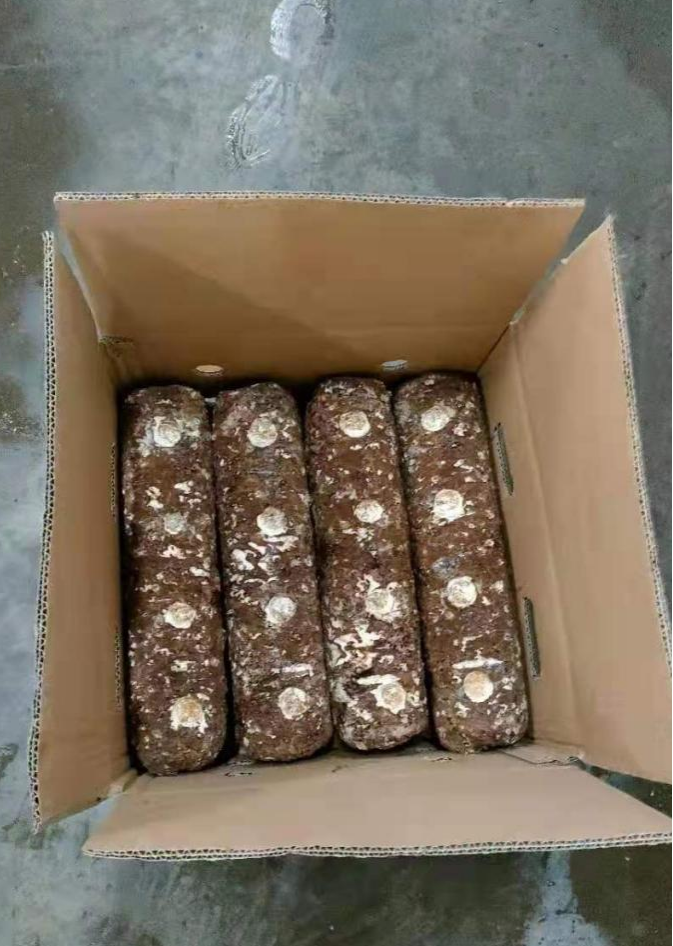 Shiitake Mushroom Spawn