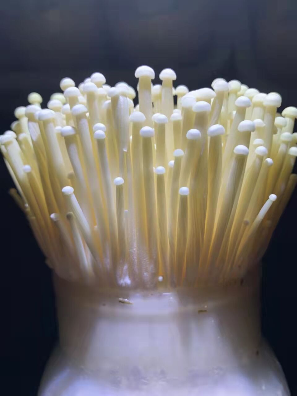 Flammulina mushroom Spawn