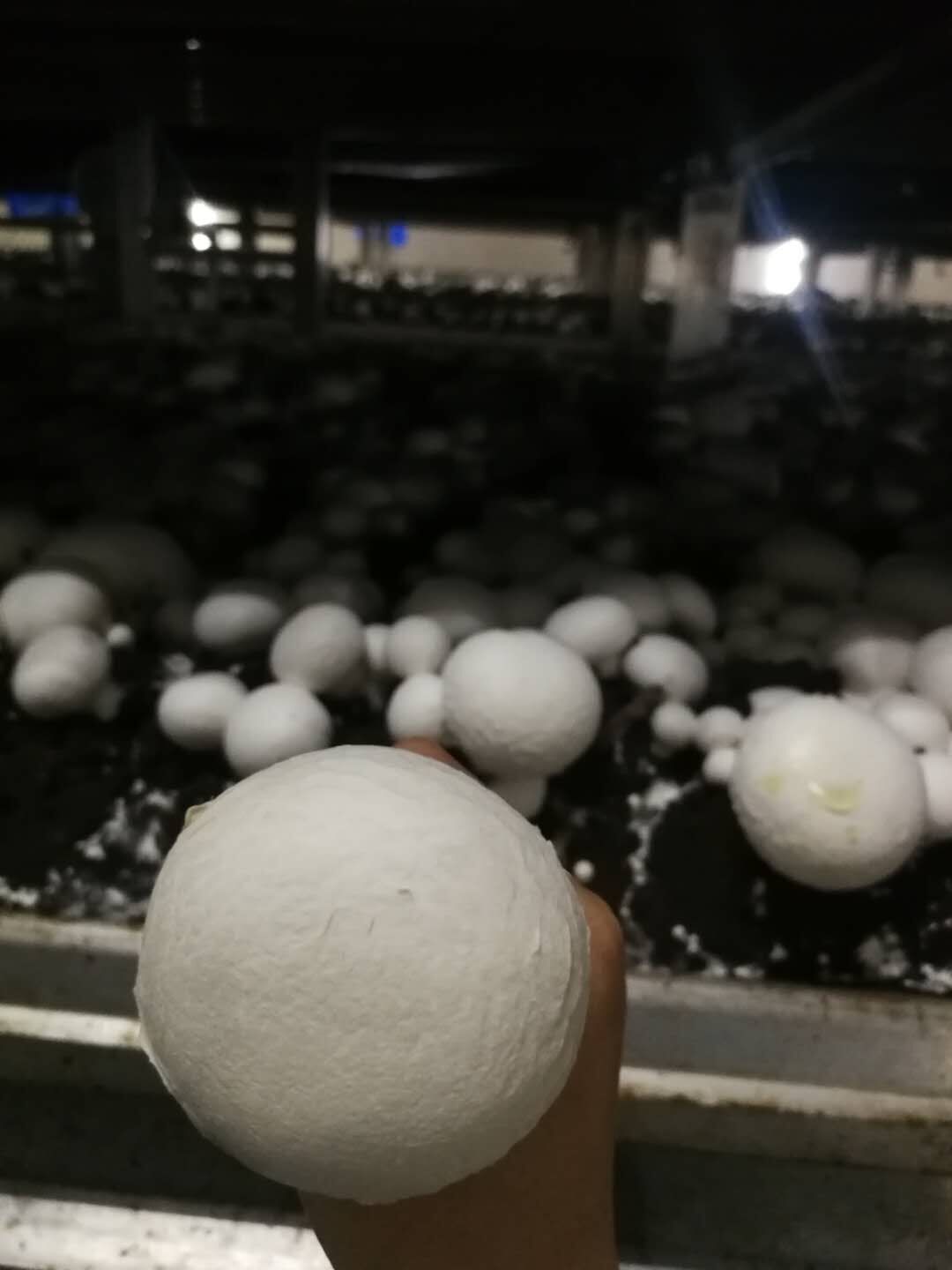 Agaricus Bispours Logs