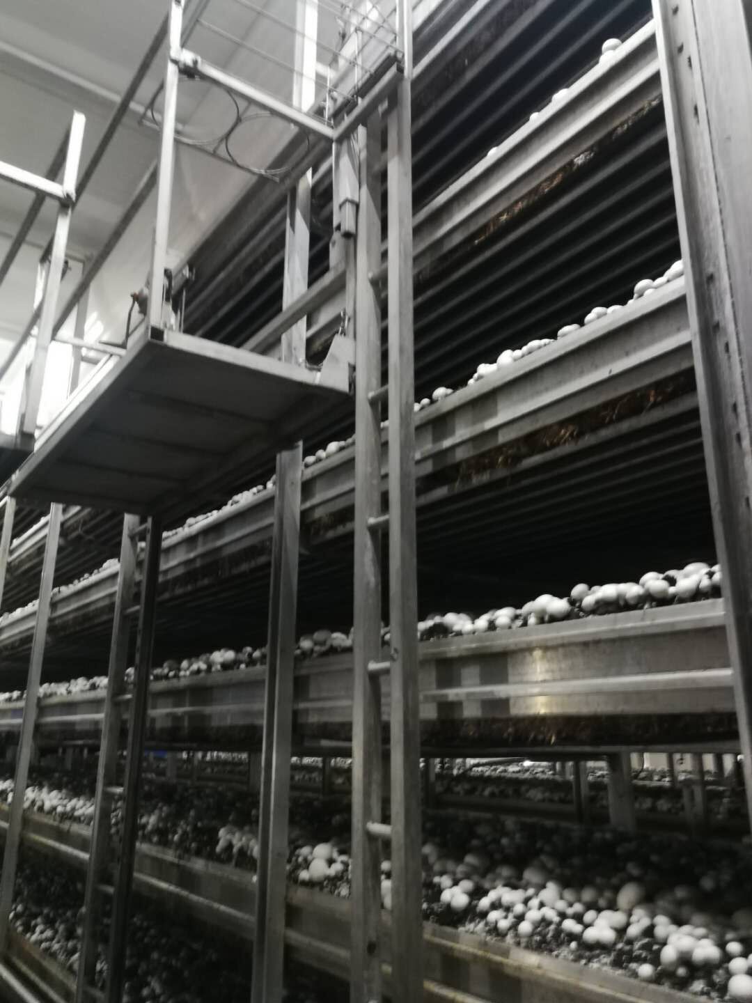 Agaricus Bispours Logs