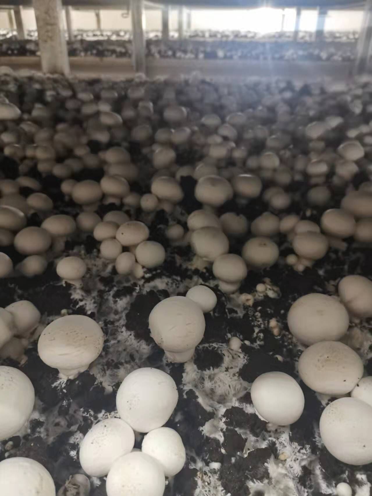 Agaricus Bispours Logs