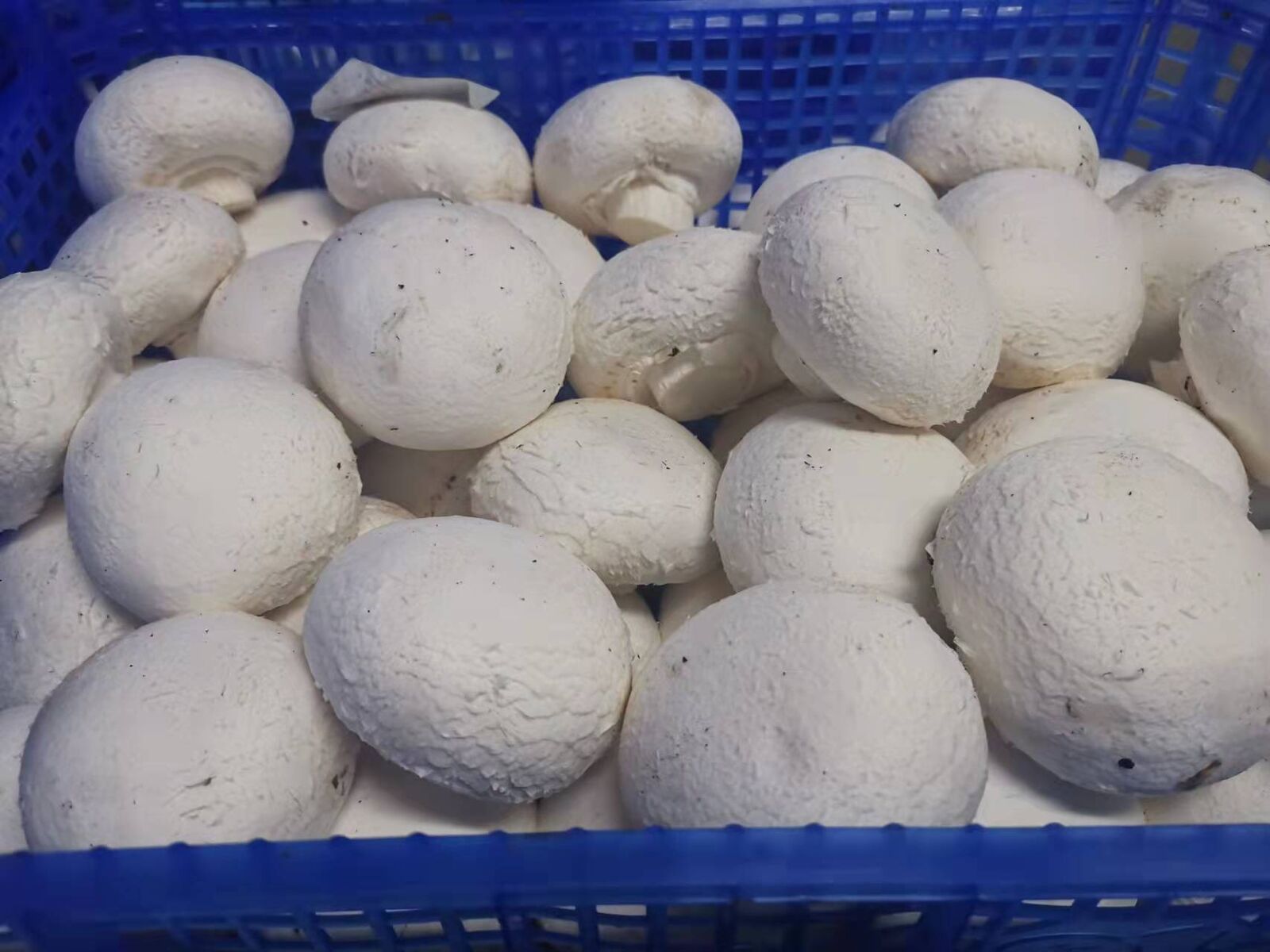 Agaricus Bispours Logs