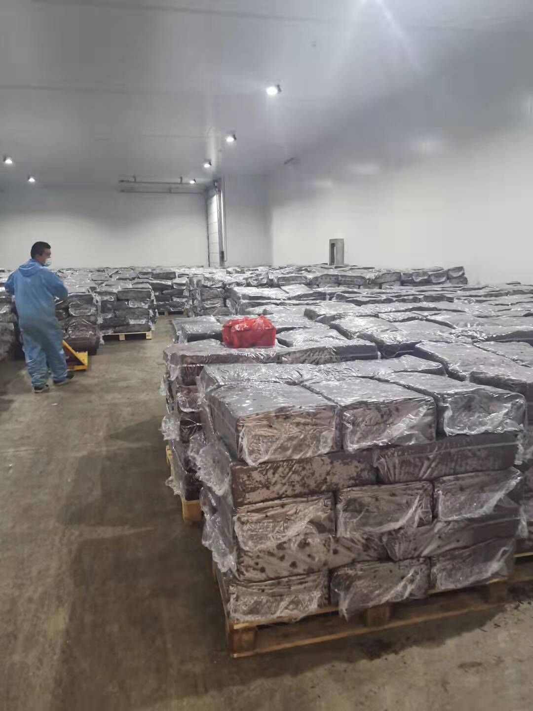 Agaricus Bispours Logs