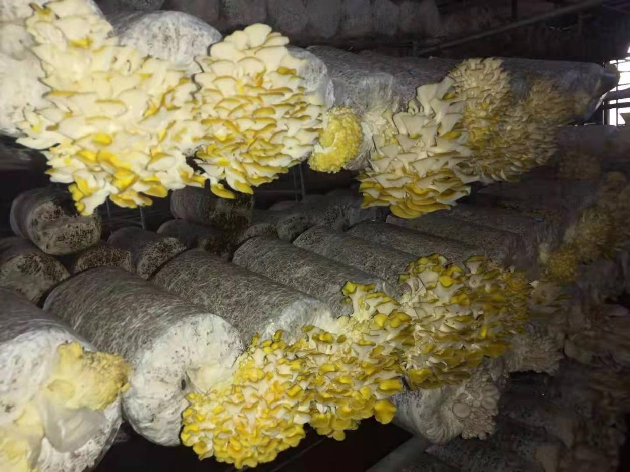  Fresh yellow  elm mushroom