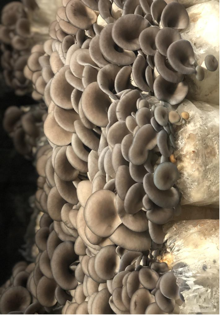 Fresh gray oyster mushrooms