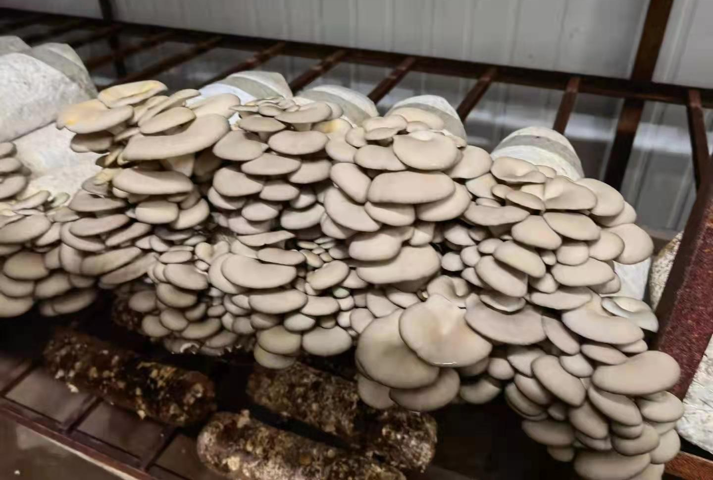 Fresh gray oyster mushrooms