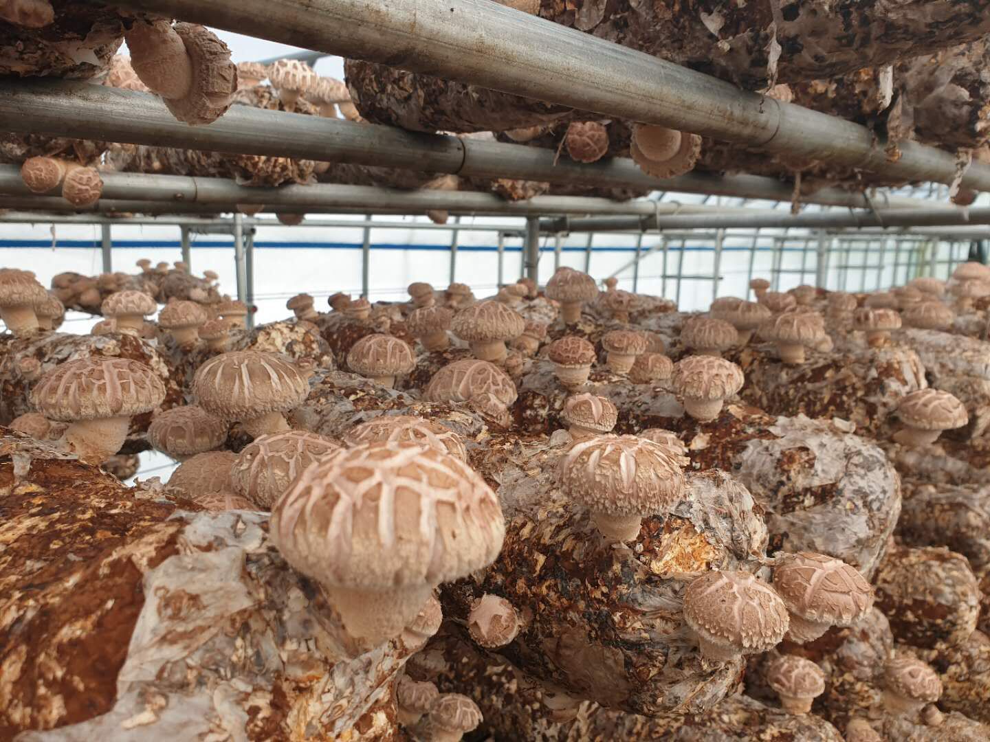 Shiitake Mushroom