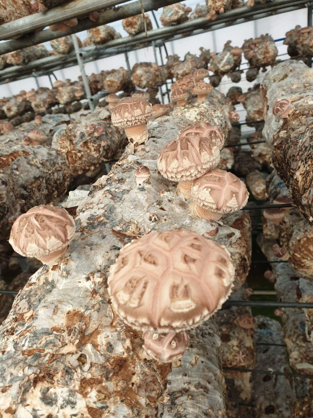 Shiitake Mushroom