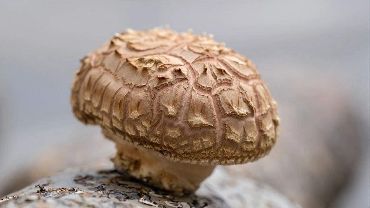 Shiitake Mushroom