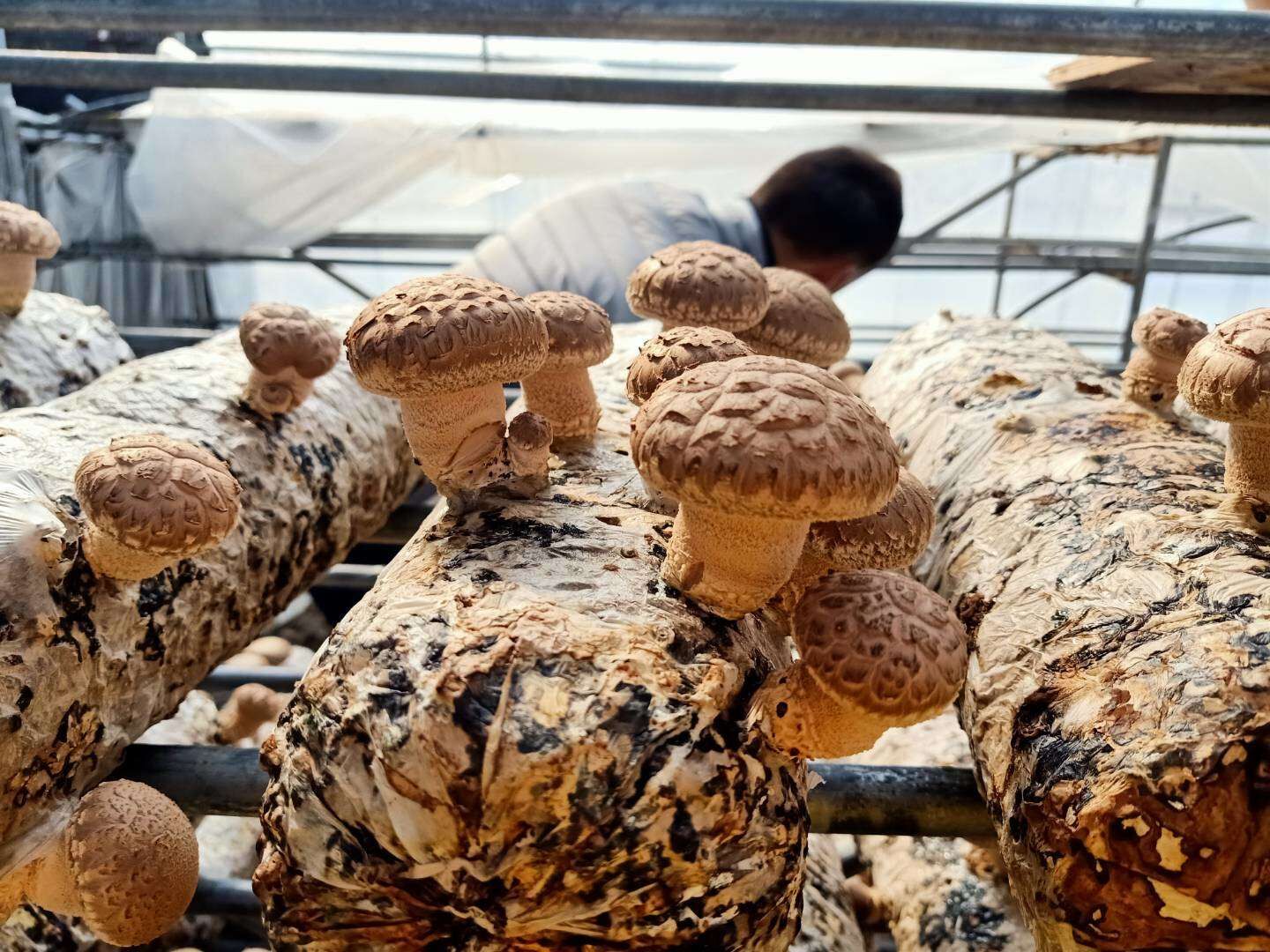 Shiitake Mushroom