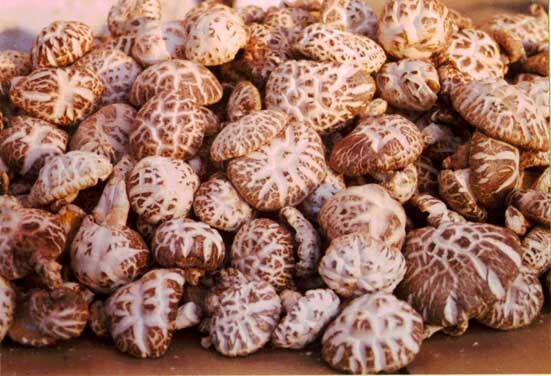 Dried shiitake mushrooms