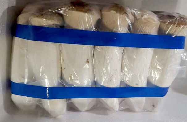 Fresh king oyster mushroom