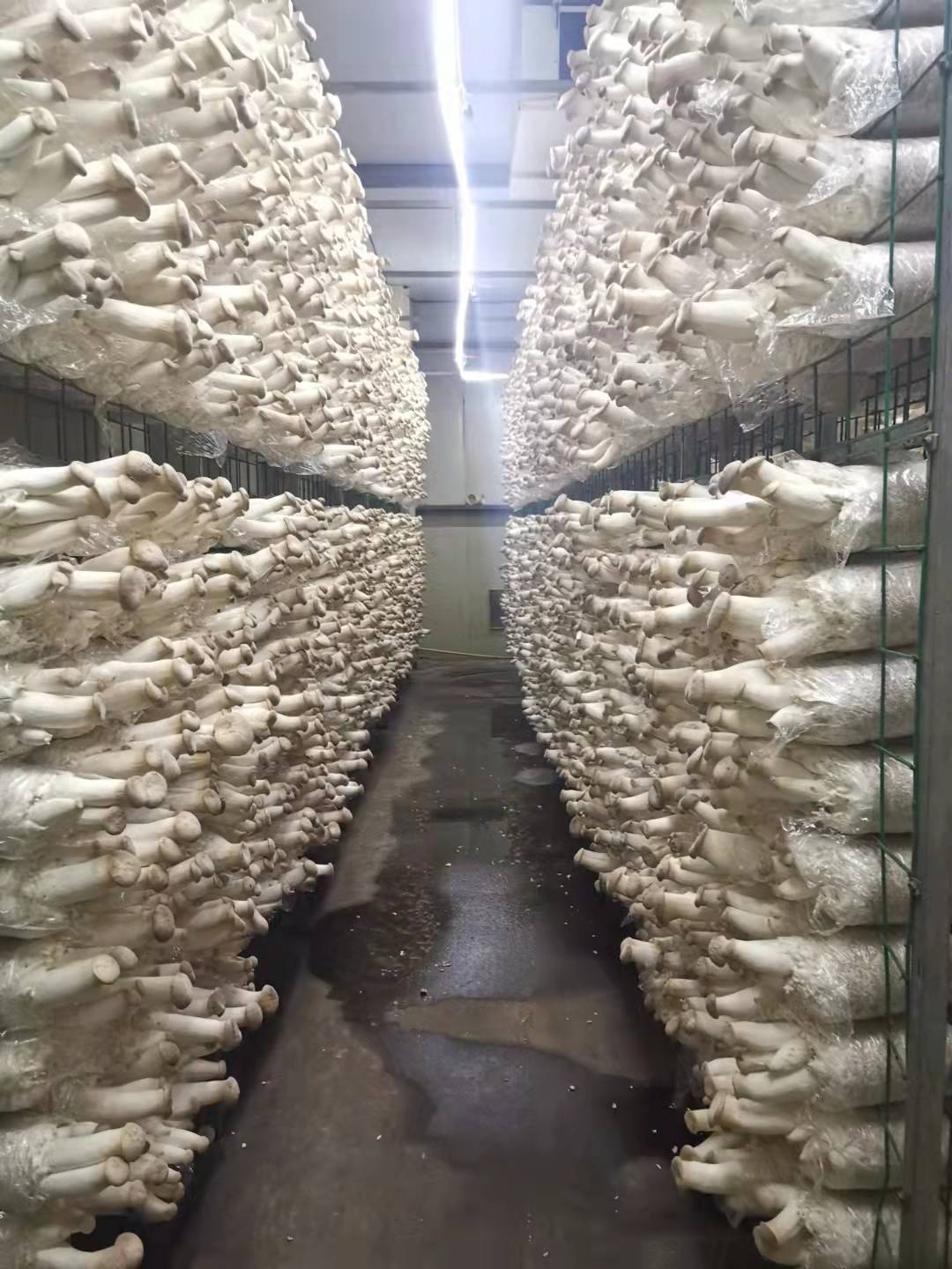 King oyster mushroom spawn