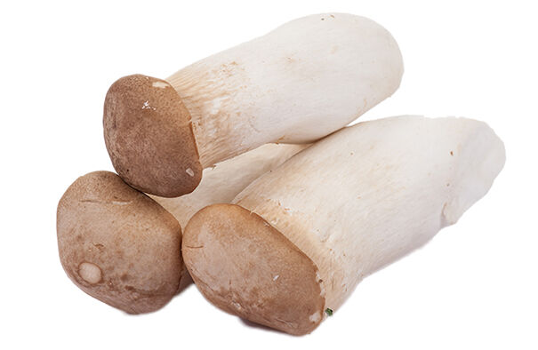 Fresh king oyster mushroom
