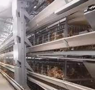 The definition of a chicken farm how can efficient poultry farming ensure the production of high-quality poultry products