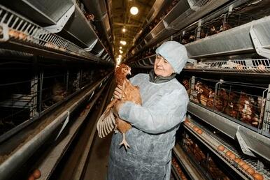 Poultry production also generates employment opportunities and contributes significantly to national economies