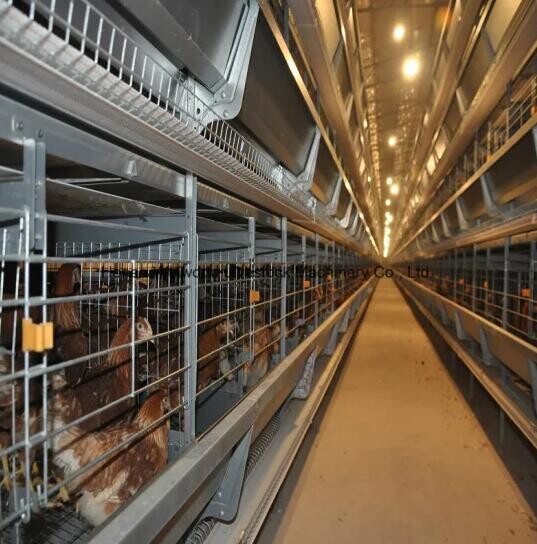 The egg layer chicken cage for 120 birds is often used in commercial egg production facilities leading to increased egg production and better egg quality