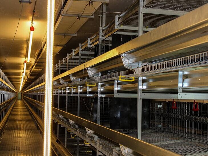Advantages of chicken breeding cage automated feeding watering and egg collection reduce labor costs and improve productivity