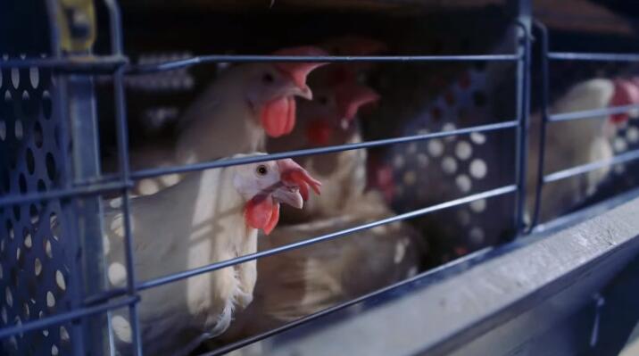 Some tips on 10 benefits of poultry cage system maximizing space and increasing production capacity