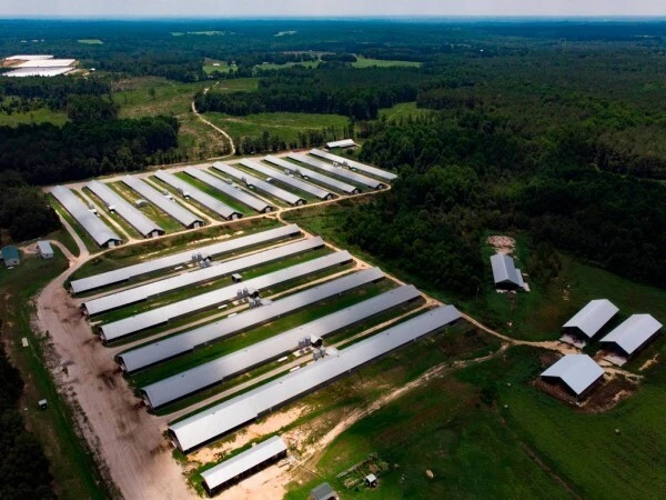 100 - 10,000 chickens/house: poultry farm solution, chicken cage, poultry farm equipment, AI smart management