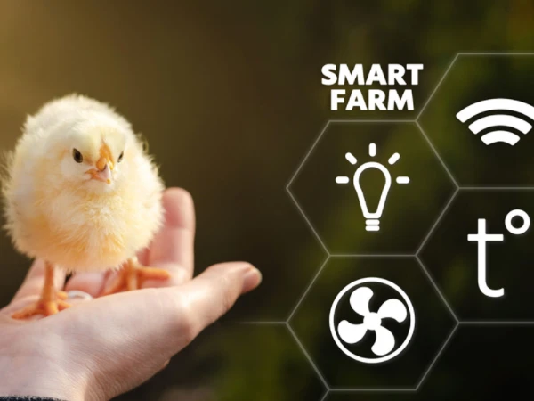 50,000 - 100,000 chickens/house: poultry farm solution, chicken cage, poultry farm equipment, AI smart management