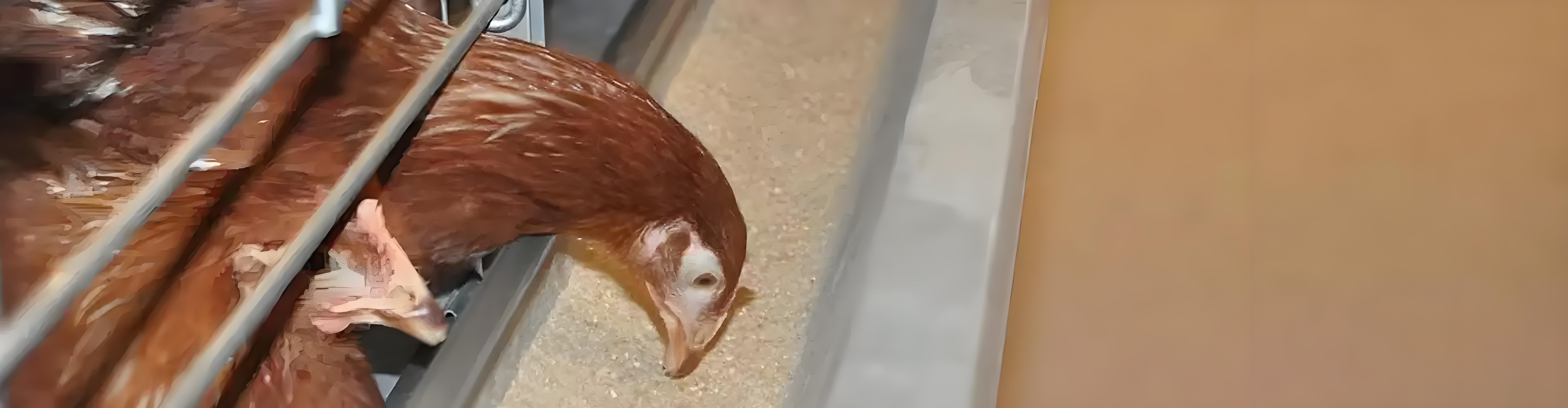 Feeding Line - Chicken House Solutions