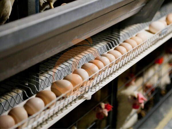 Automatic Egg Collection For Poultry Cage