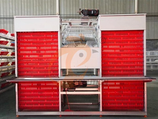 Automatic Egg Collection For Poultry Cage
