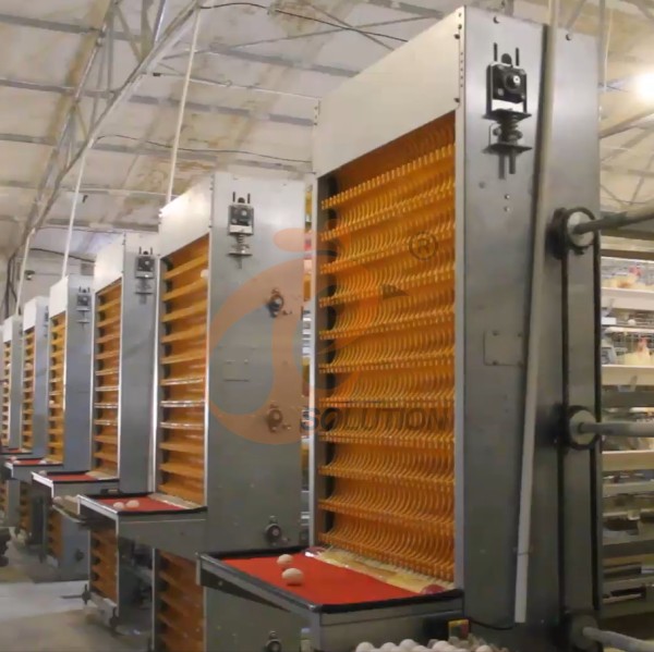 poultry cage egg collection (8)