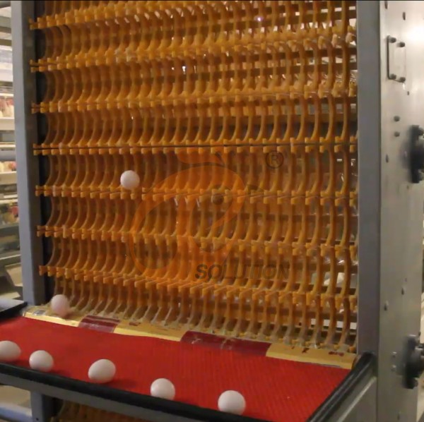 poultry cage egg collection (11)