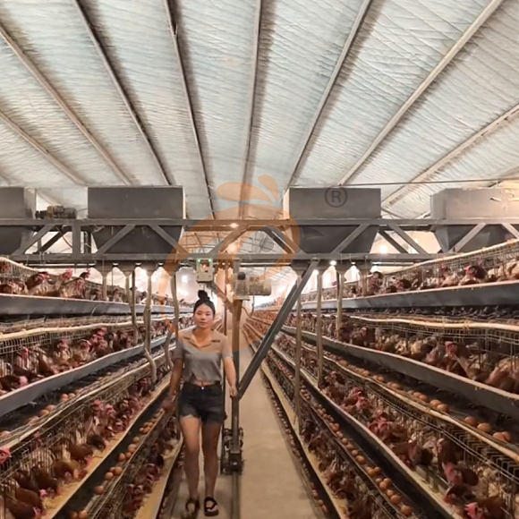 A-Type Broiler Cage Vs H-Type: Which Is Best For Your Commercial Chicken Barns