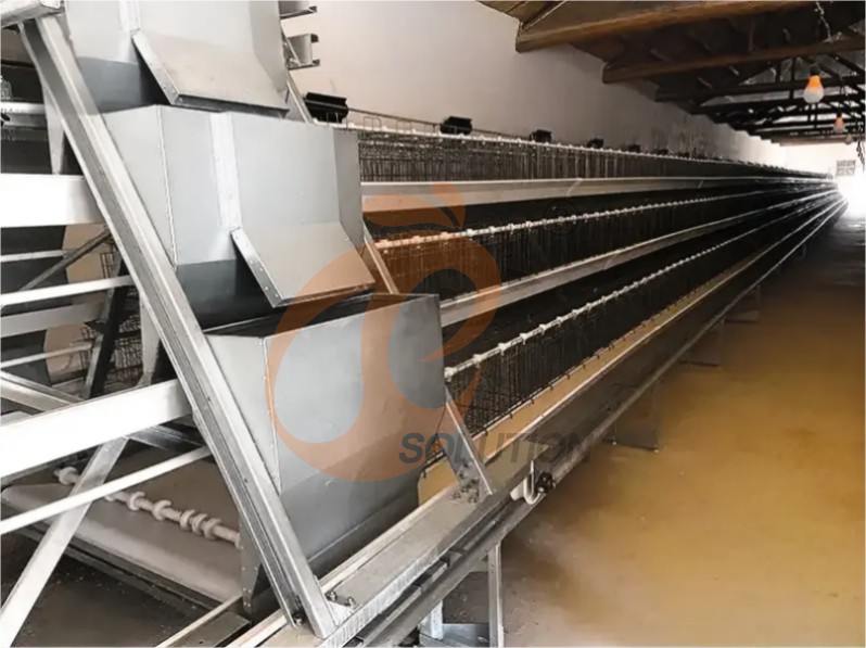 battery cage system for broiler (3)