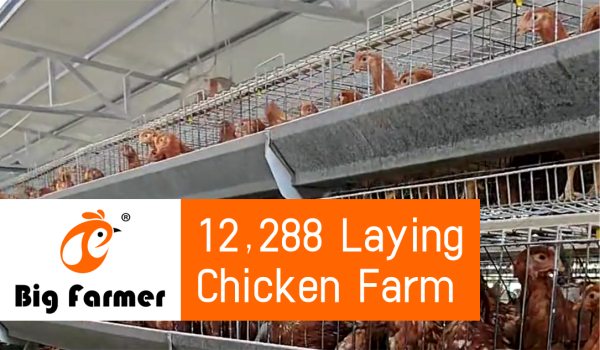 Malaysia 12,288 Layers In Poultry Farm, Automatic Feeding System And A Type 4 Tiers Of Layer Chicken Cage For Sale