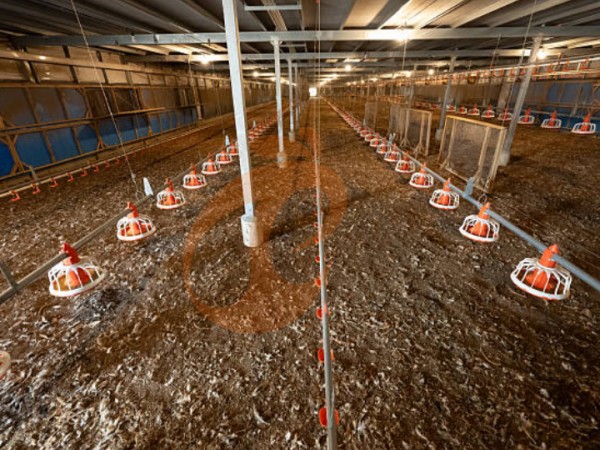 deep litter system (5)