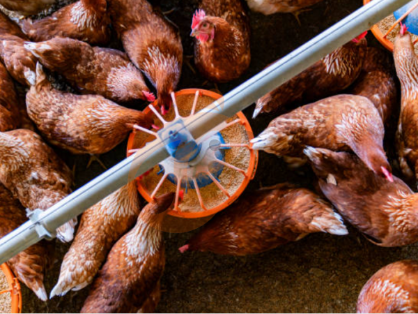 Layer deep litter system, advanced and intelligent egg laying chicken management solution