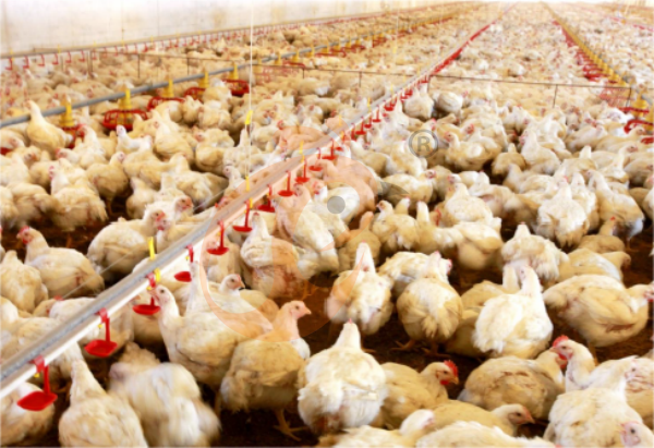 Broiler deep litter system, advanced efficient meat chicken management solution
