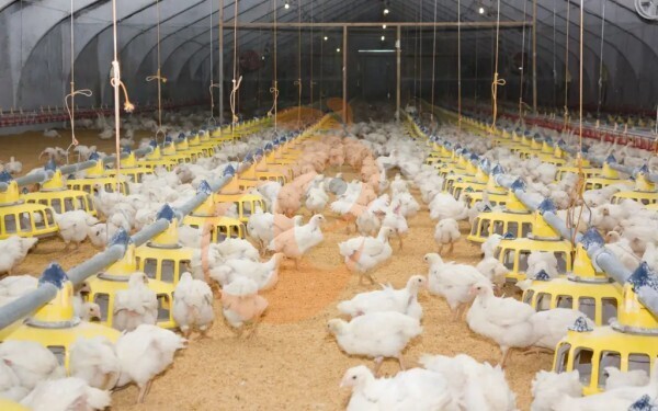 Broiler deep litter system, advanced efficient meat chicken management solution