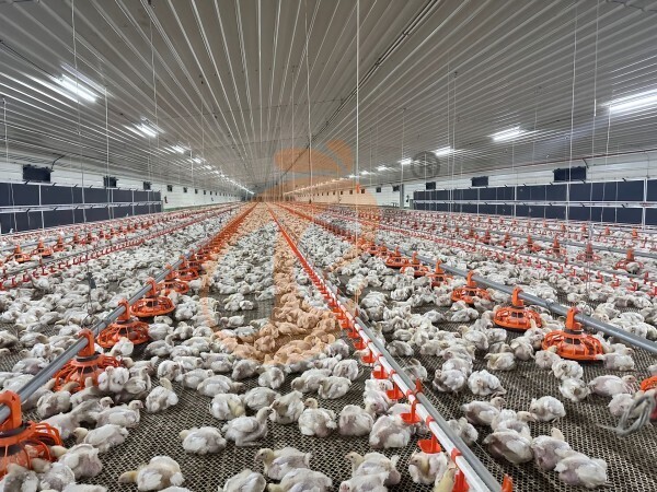Broiler deep litter system, advanced efficient meat chicken management solution