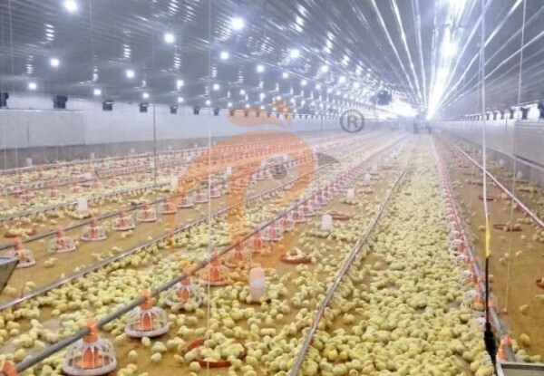 Brooder deep litter system