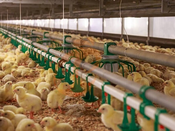 Brooder deep litter system