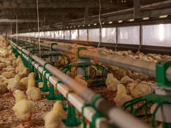 Brooder deep litter system