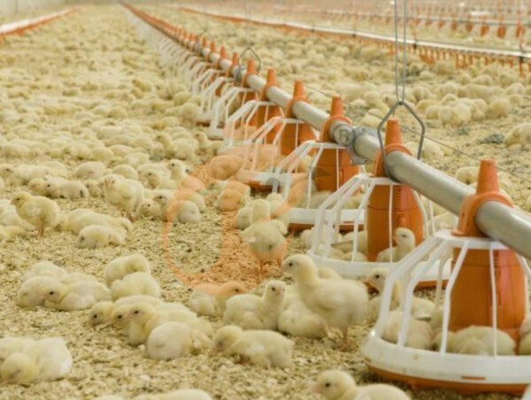 Brooder deep litter system