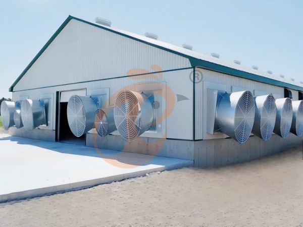 Prefab steel poultry house (7)