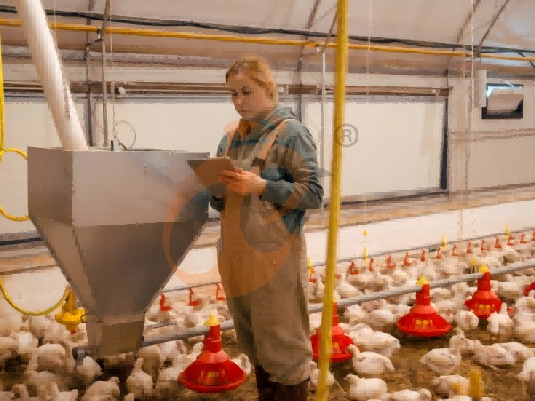 deep litter system 1 (4) deep litter system 1 (4)