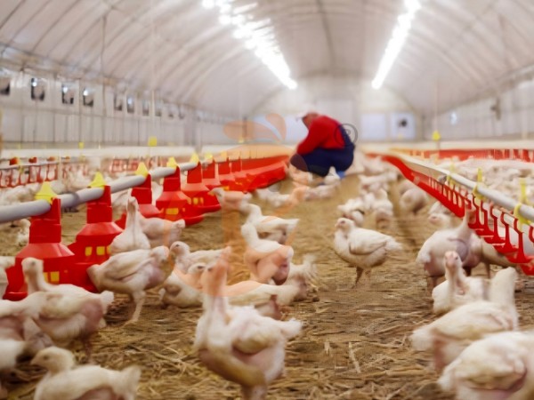 deep litter system 0 (5)