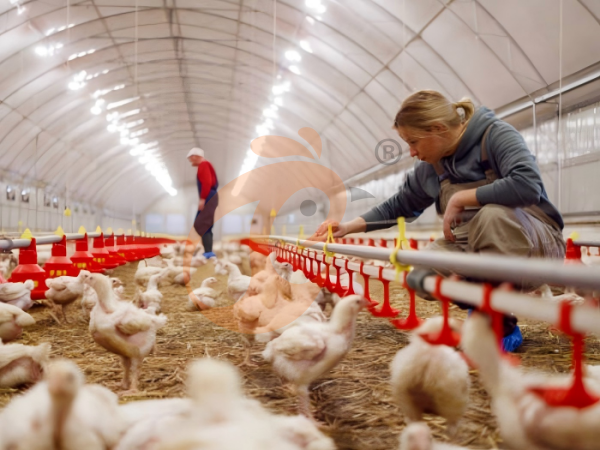 Comparing Battery Cage Vs. Free-Range Chicken Farming In Nigeria