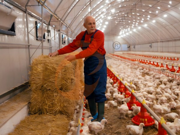 deep litter system 0 (7)