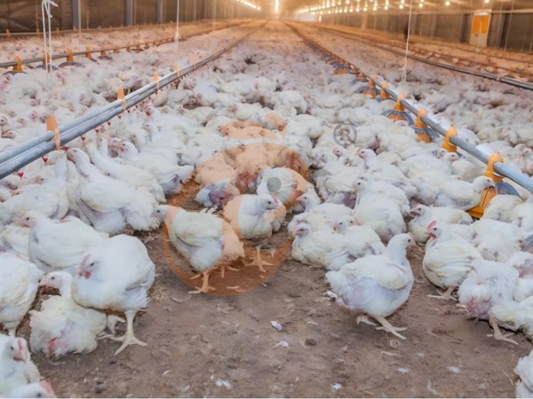 broiler poultry farm (7)(1)
