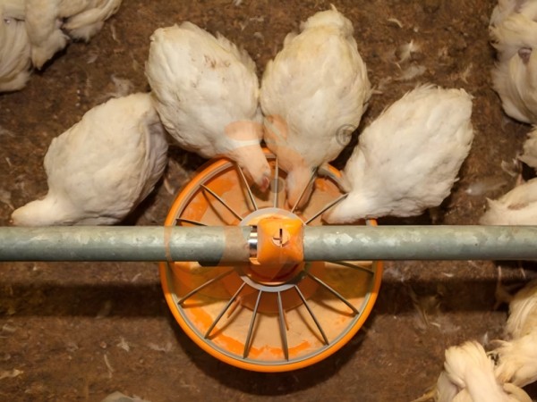 broiler poultry farm (12)(1)