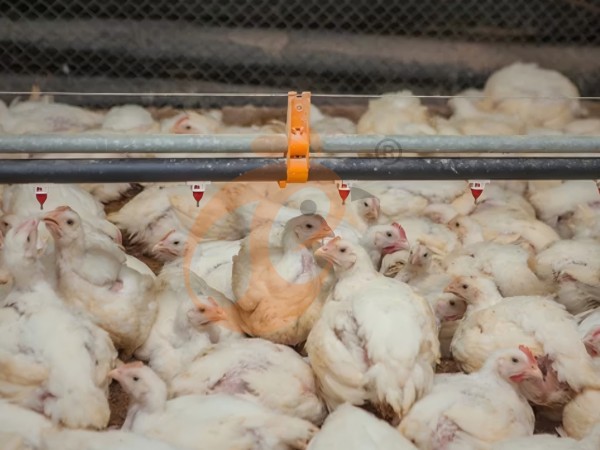 broiler poultry farm (15)(1)